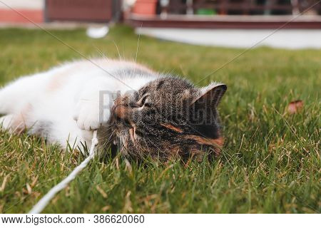 Young Cat Plays With A String Like A Toy. Feline Bites And Chews A Small String That Is Tangled Arou