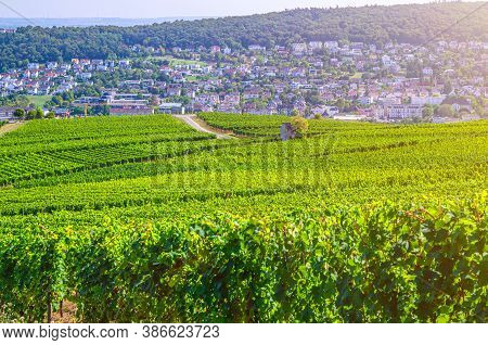 Vineyards Green Fields Landscape With Grapevine Rows On Hills In Rhine Gorge River Rhine Valley, Rhe