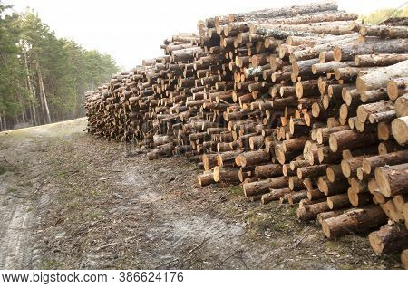 Stacked Logs On Logging, Wood-storage Place, Felling Of Coniferous Forest