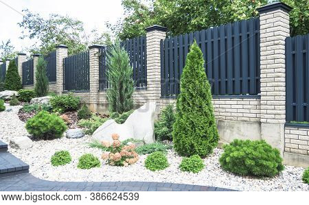 Texture Of Profiled Metal. Urban Landscaping, Beautiful Thuja Occidentalis On The Background Of A Mo