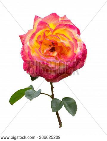 Pink  And Yllow Rose  With Stem And Leaves Isolated On  White  Background.