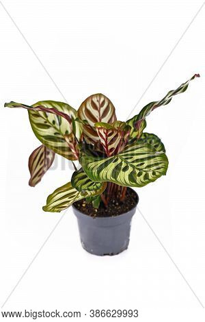 Exotic Tropical Houseplant With Botanic Name 'calathea Makoyana'  With Beautiful Pattern In Pot Isol