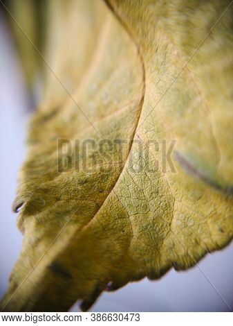 Texture Of A Dried Yellow-green Leaf Close Up, Macro Photo