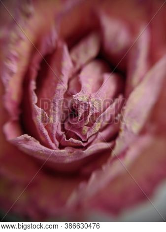 Background With Dried Petals Of A Pink Rose Close-up. Macro Photo