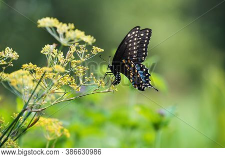 Black Swallowtail Butterfly (papilio Polyxenes) Laying Eggs On Flowering Dill Plant In The Garden