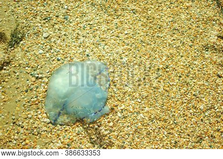 Summer Background With Jellyfish Close Up On Small Rocks
