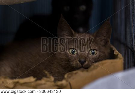 Cat In A Cage In A Veterinary Clinic Animal Shelter Looking Out Of A Cage.