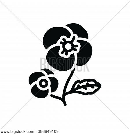 Black Solid Icon For Pansy Ladylike Florist Spring Petals Fragrance Flower Blossom Botanical Delicat