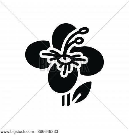 Black Solid Icon For Hiptage Evergreen Shrubs Natural Flower Blossom Botanical