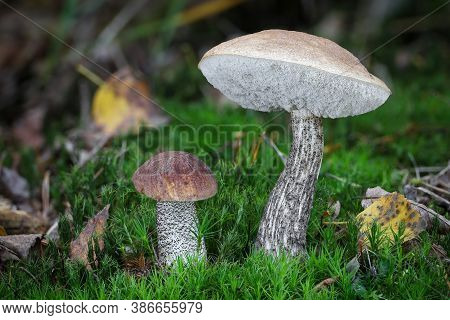 Edible Mushroom Leccinum Scabrum (commonly Known As Rough-stemmed Bolete, Scaber Stalk And Birch Bol