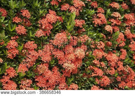 Texture Of Red Ixora Flower On The Green Tree. West Indian Jasmine The Plants Possess Leathery Leave