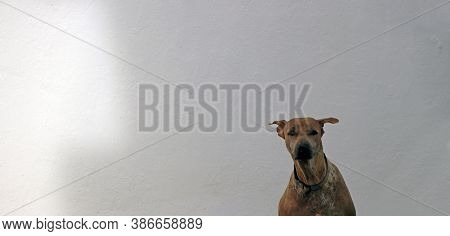Brown Dog Sitting In The Sunless At The White Panorama Wall. It Is A A Domesticated Carnivorous Mamm