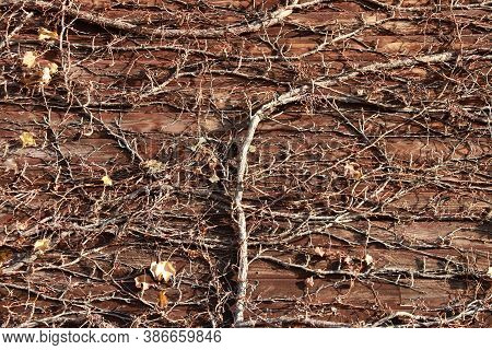 The Dry Climber Tree Climbed On The Wooden Wall. The Branch And Dry Leaves Of Tree Climbed On The Wo