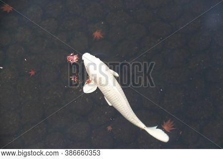 White Silver Japanese Koi Fish In The Water. Nishikigoi For Decorative Purposes In Outdoor Koi Ponds