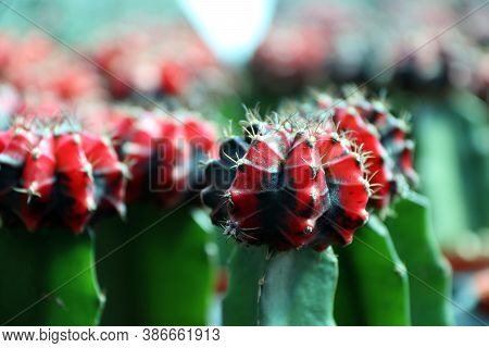 Red And Black Moon Cactus On The Green Cactus, Gymnocalycium Mihanovichii, Often Called Chin Cactus.