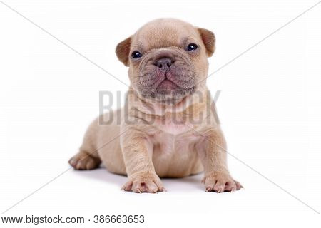 Cream Lilac Fawn Colored 3 Weeks Old French Bulldog Dog Puppy With Blue Eyes And Happy Face Isolated