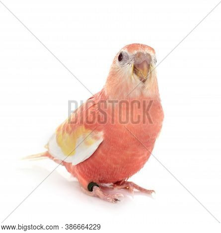 Bourke Parrot In Front Of White Background