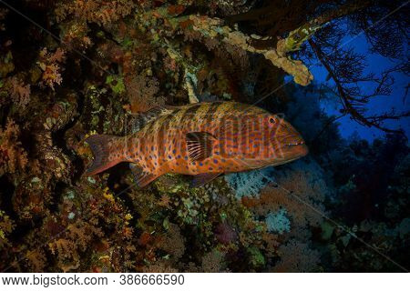 Colorful Ocean Life On A Beautiful Background