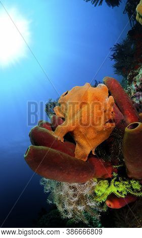 Colorful Ocean Life On A Beautiful Background