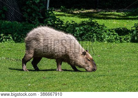 The Capybara, Hydrochoerus Hydrochaeris Is A Mammal Native To South America. It Is The Largest Livin