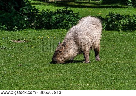 The Capybara, Hydrochoerus Hydrochaeris Is A Mammal Native To South America. It Is The Largest Livin
