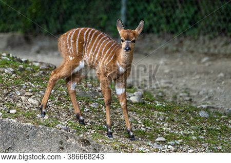 A Young Baby Nyala. Tragelaphus Angasii Is A Spiral-horned Antelope Native To Southern Africa. It Is