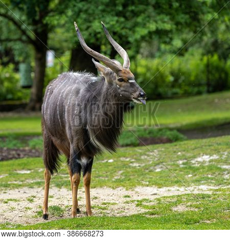 The Nyala, Tragelaphus Angasii Is A Spiral-horned Antelope Native To Southern Africa. It Is A Specie