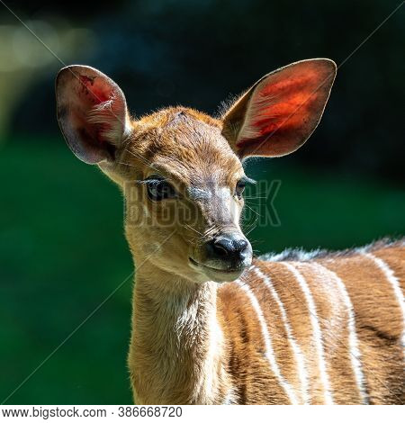 A Young Baby Nyala. Tragelaphus Angasii Is A Spiral-horned Antelope Native To Southern Africa. It Is