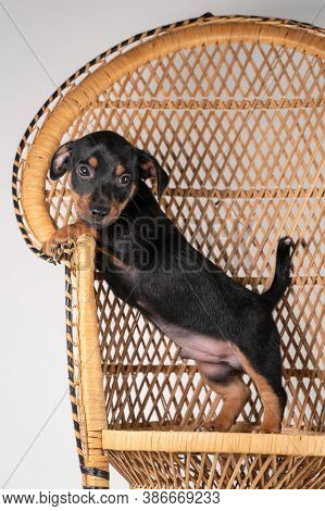 A Portrait Of A Cute Jack Russel Terrier Puppy, Standing On Hind Legs On A Rattan Chair, Isolated On