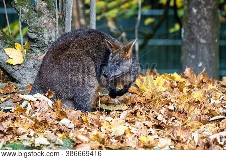 Swamp Wallaby, Wallabia Bicolor, Is One Of The Smaller Kangaroos. This Wallaby Is Also Commonly Know