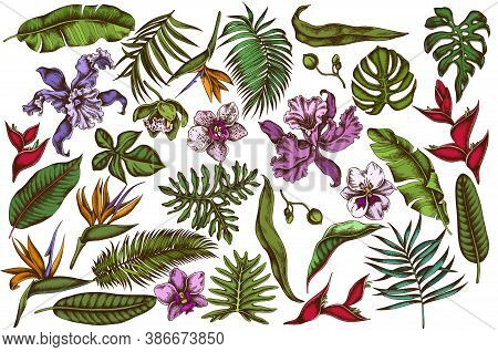 Vector Set Of Hand Drawn Colored Monstera, Banana Palm Leaves, Strelitzia, Heliconia, Tropical Palm 