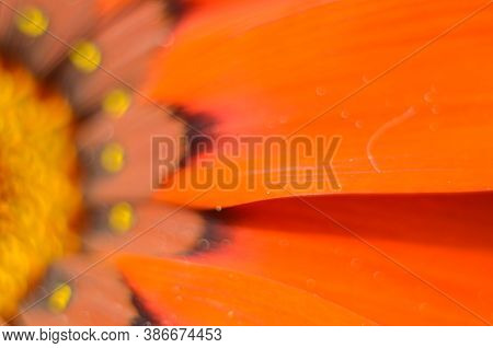 Beautiful Gazania Flower Close Up .macro Photo