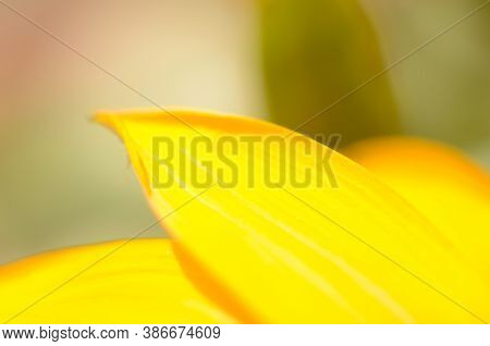 Beautiful Gazania Flower Close Up .macro Photo