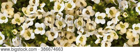 Flowers Wall With White Buds Of Alissum. Close-up. Background. Long Horizontal Banner. Selective Foc