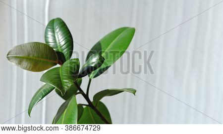 Modern Houseplants. Ficus Elastica Burgundy Or Rubber Plant. Minimal Creative Home Decoration. Easy 