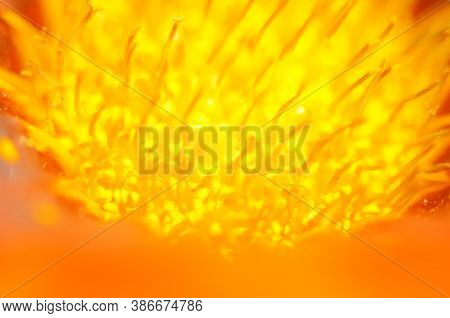 Beautiful Gazania Flower Close Up .macro Photo