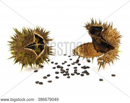 Pod And Seeds Of Jimson Weed Isolated On White Background. Datura Stramonium