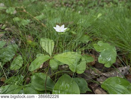 Gentle Forest Flower With Sigle White Blossom On Wet Green Grass, Selective Focus