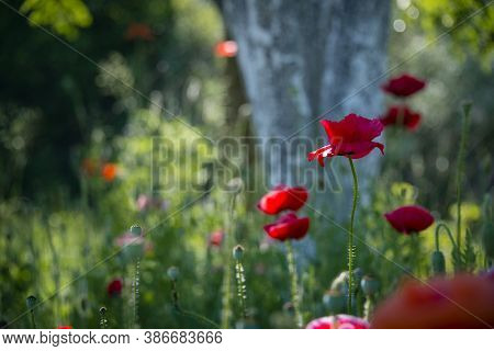 The Dominant Red.the Flower Is Odorless.the Sun's Rays Illuminate The Poppy Flower.reflection Of Lig
