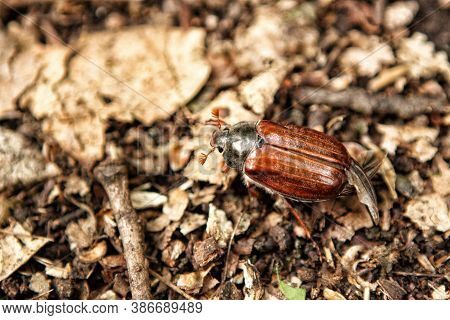Brown Maybeetle In The Old Brown Foliage With Tectrices Out