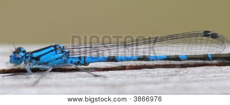 Dragon Fly