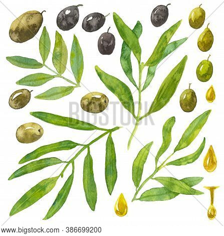 Set Of Green And Black Watercolor Olives With Leaves For Your Design. Ripe Harves Fruit With Drops O