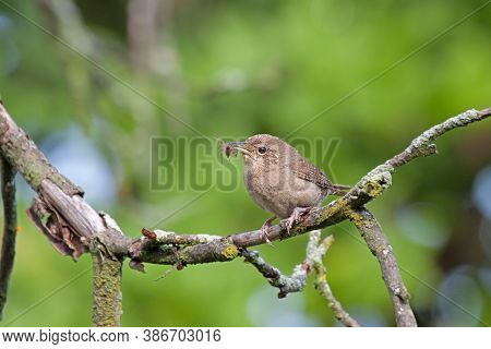 A House Wren Holds A Spider In Its Beak While Perched On A Branch. Green Background Of The Springtim