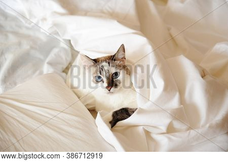 Cute Blue Eyed Cat Sleeping In Bed Covered With A Blanket