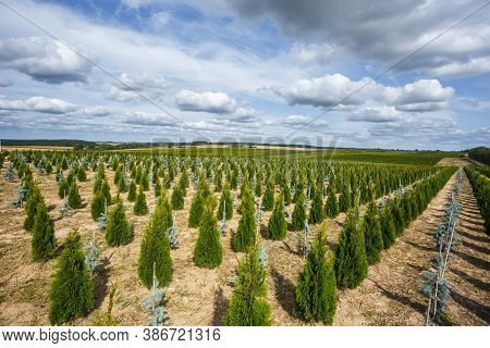 Plantation Of Young Conifers In Greenhouse With A Lot Of Plants