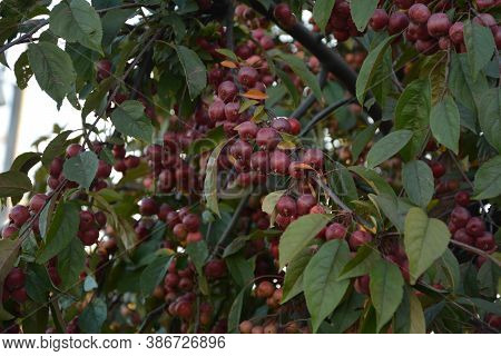 Red Fruits Of Malus Hupehensis On A Tree.