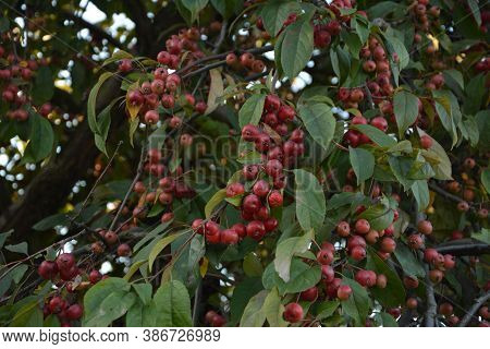 Red Fruits Of Malus Hupehensis On A Tree.
