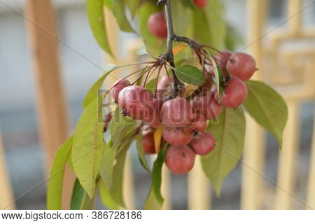 Red Fruits Of Malus Hupehensis On A Tree.