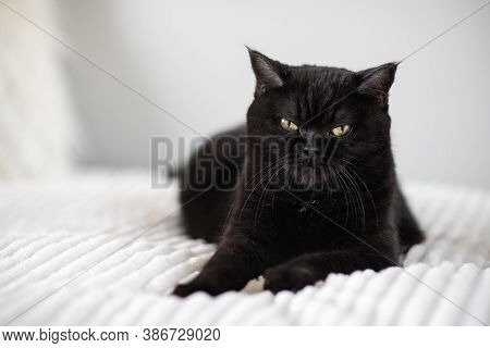 Portrait Of A Cat. Scottish Short Hair Cat . The Sight Of A Cat. Cats Eye.