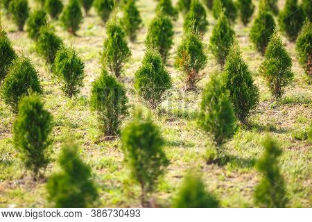Rows Of Young Conifers In Greenhouse With A Lot Of Plants On Plantation